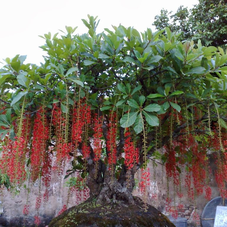 cây lộc vừng